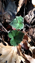 Cyclamen cyprium