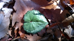 Cyclamen cyprium