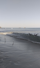 Pelecanus occidentalis