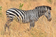 Equus quagga crawshayi