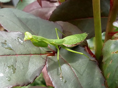 Stagmomantis nahua