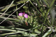 Polygala ohlendorfiana