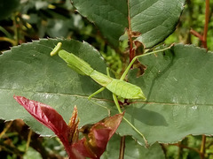 Stagmomantis nahua