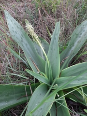 Ledebouria zebrina
