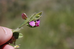 Polygala ohlendorfiana