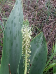 Ledebouria zebrina