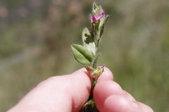 Polygala ohlendorfiana