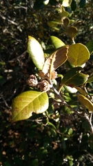 Quercus alnifolia