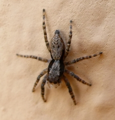 Menemerus taeniatus