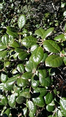 Quercus alnifolia