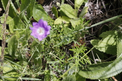 Geranium magniflorum