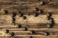 Leptosphaeria acuta