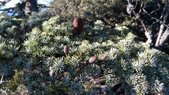 Cedrus brevifolia