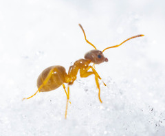 Lasius pallitarsis