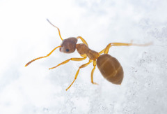 Lasius pallitarsis