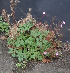 Geranium robertianum