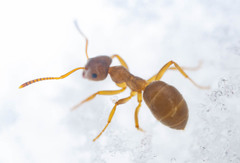 Lasius pallitarsis