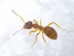 Lasius pallitarsis