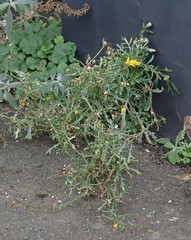 Senecio squalidus