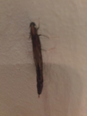 Atractocerus brevicornis