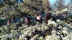 Cedrus brevifolia