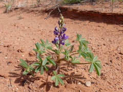 Lupinus pusillus