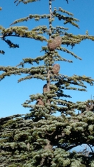 Cedrus brevifolia