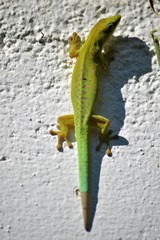 Phelsuma dubia