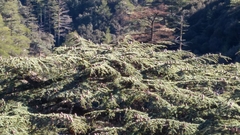 Cedrus brevifolia