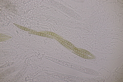 Leptosphaeria acuta