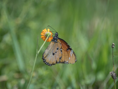 Danaus chrysippus dorippus