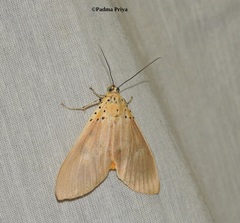 Asota producta