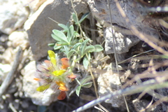 Dalea jamesii