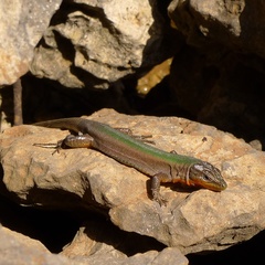 Podarcis melisellensis