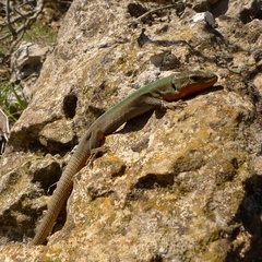 Podarcis melisellensis