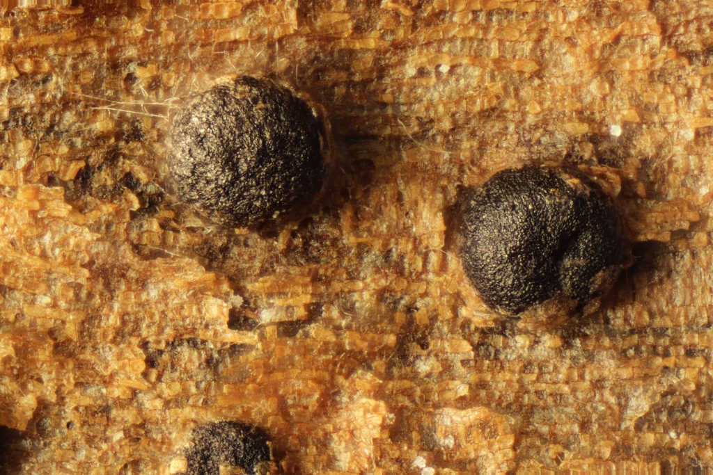 Cryptodiaporthe aesculi