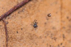 Microdipoena jobi