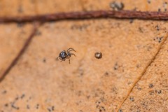 Microdipoena jobi