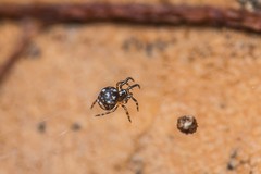 Microdipoena jobi