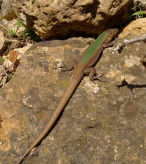 Podarcis melisellensis