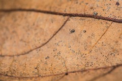 Microdipoena jobi