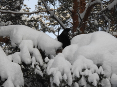 Corvus corax