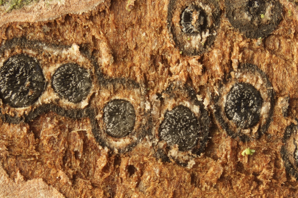 Massaria inquinans