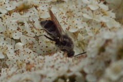 Stratiomys longicornis