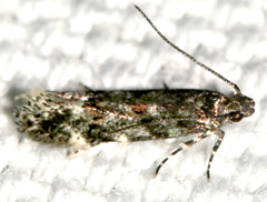 Glauce pectenalaeella