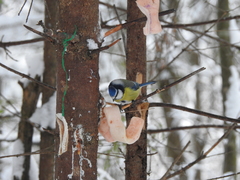 Cyanistes caeruleus