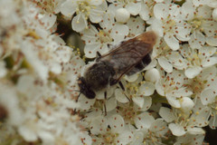 Stratiomys longicornis