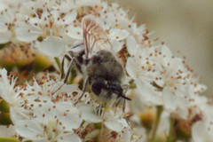 Stratiomys longicornis