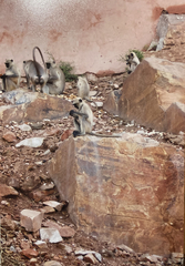 Semnopithecus entellus