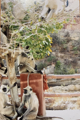 Semnopithecus entellus